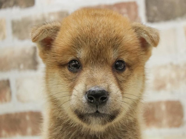 長野県の柴犬(標準サイズ) (ペッツワン塩尻店/2024年7月7日生まれ/男の子/赤)の子犬